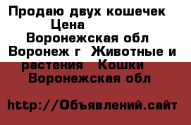 Продаю двух кошечек › Цена ­ 1 000 - Воронежская обл., Воронеж г. Животные и растения » Кошки   . Воронежская обл.